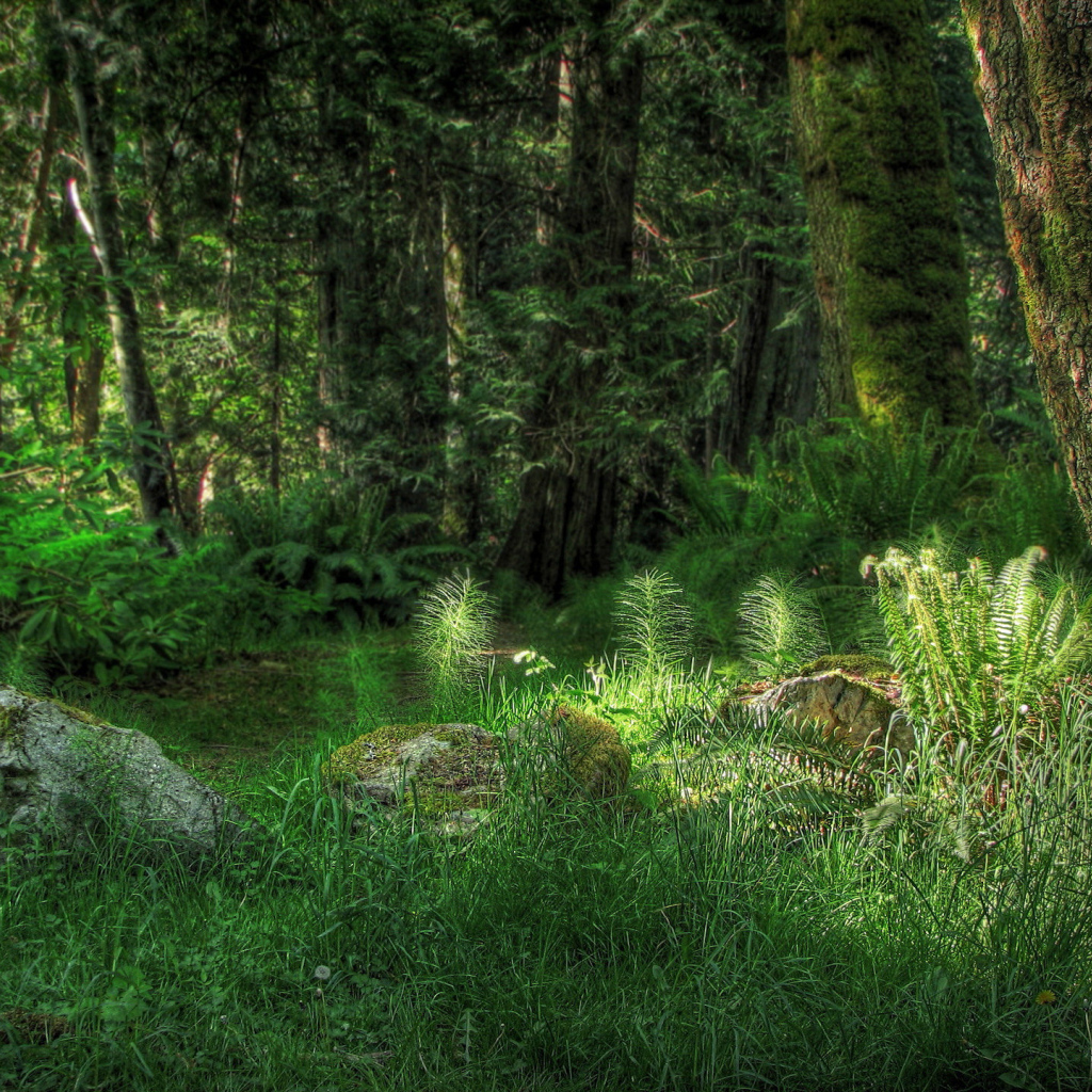 Лесная поляна с камнями