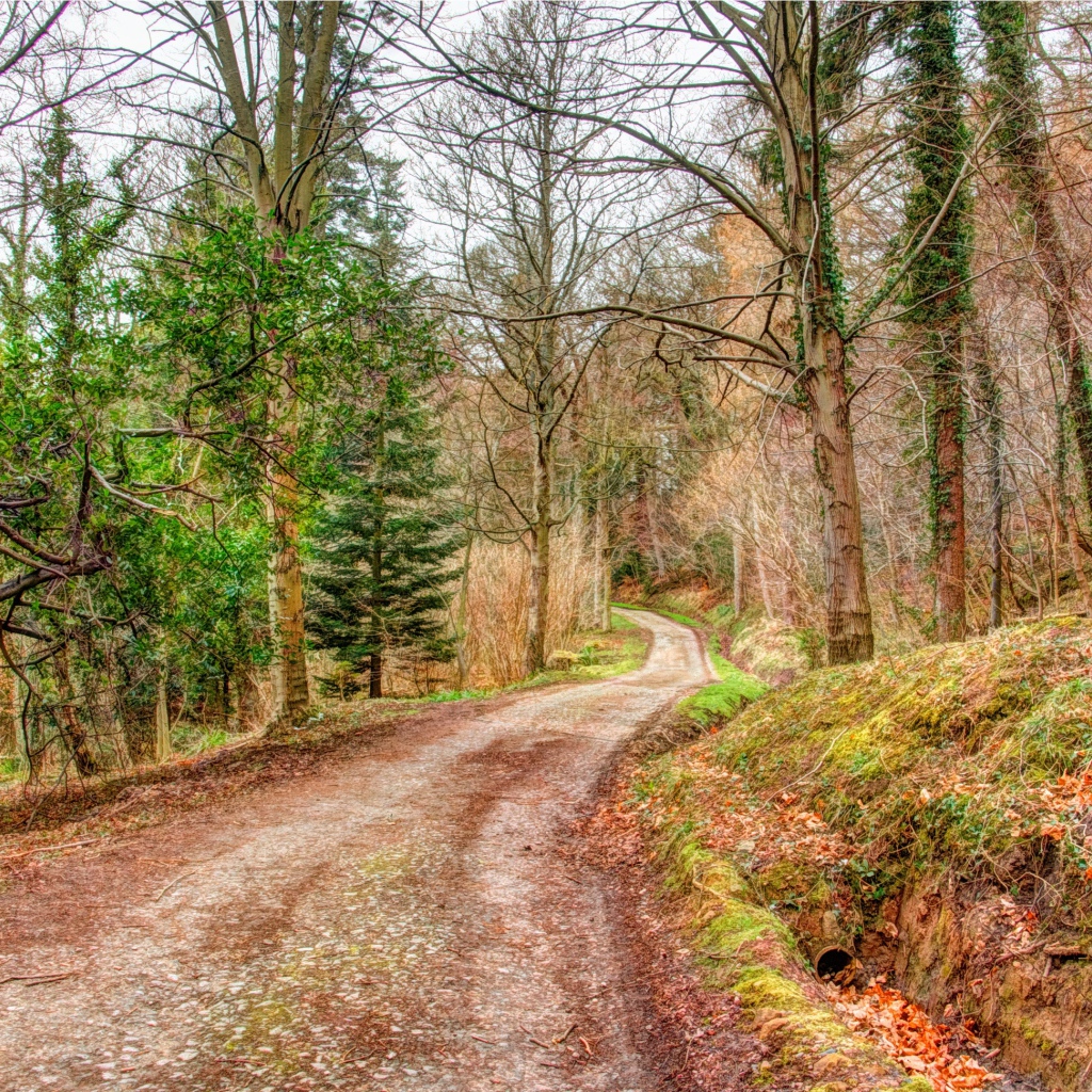 Мрачный лес осенью