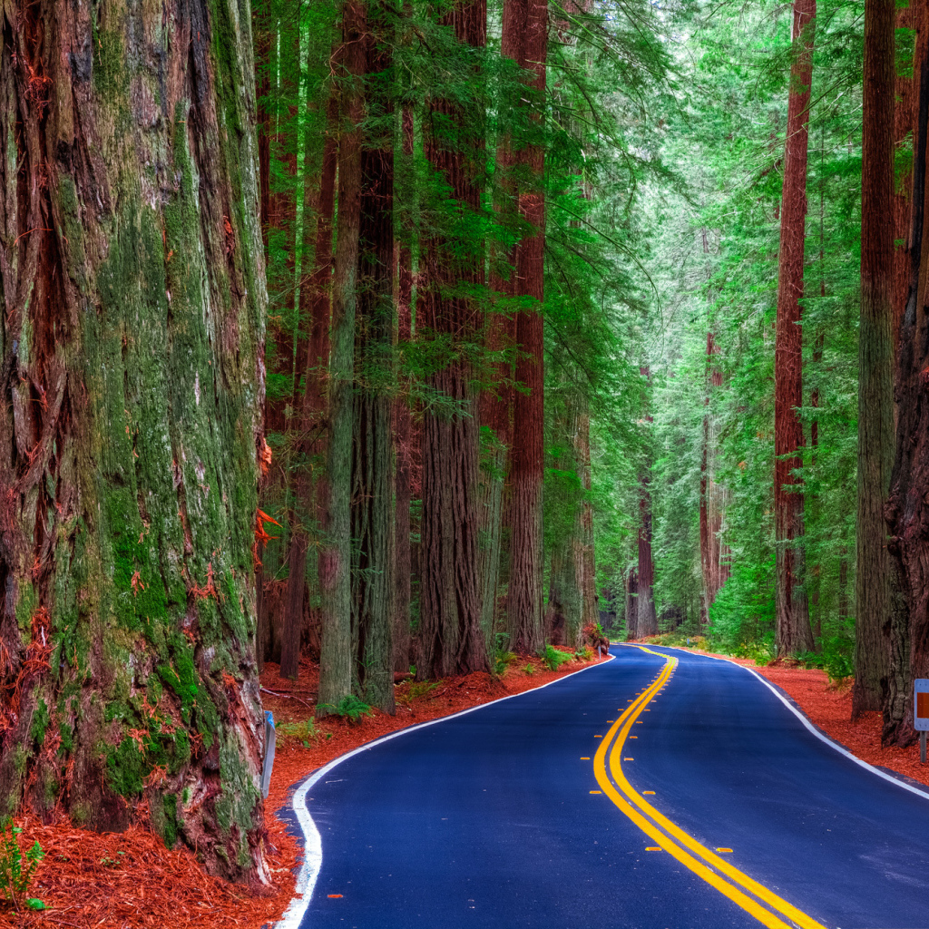 Шоссе среди леса