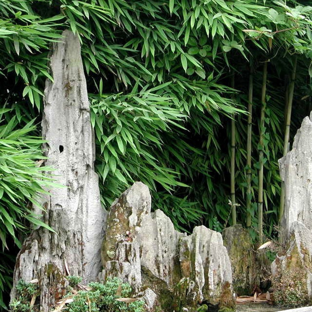 Японский бамбуковый лес