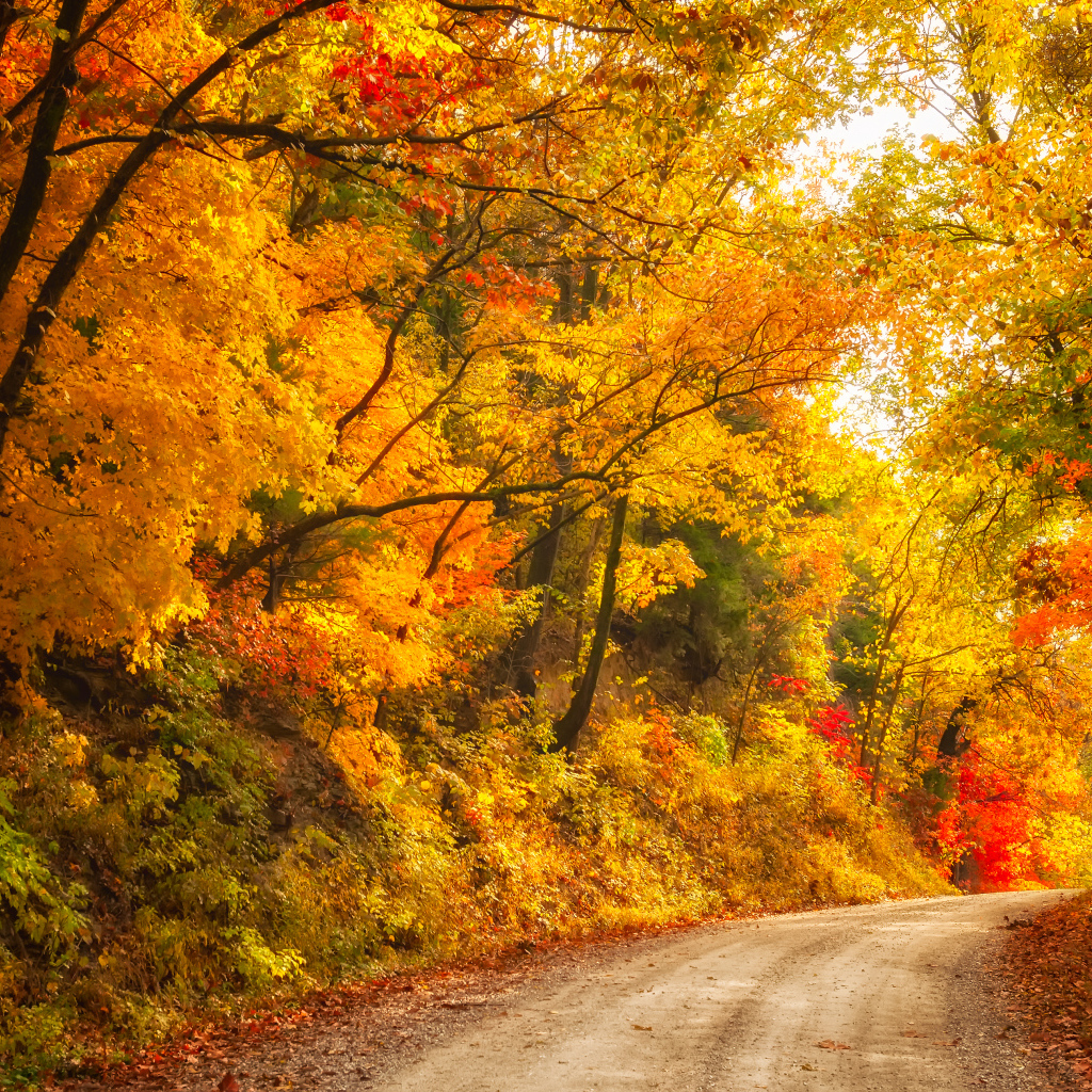 Глубокая осень в лесу