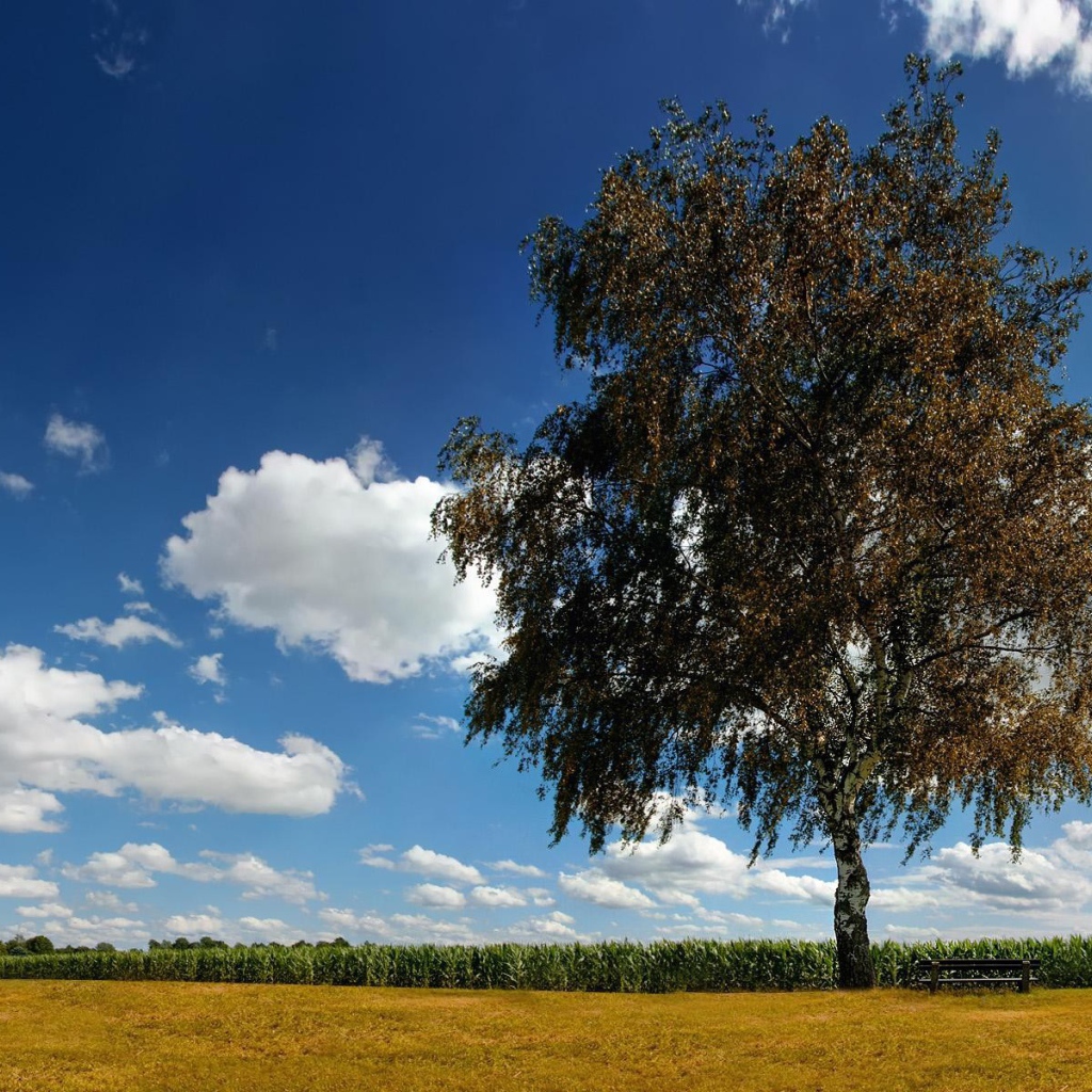 Одинокая береза