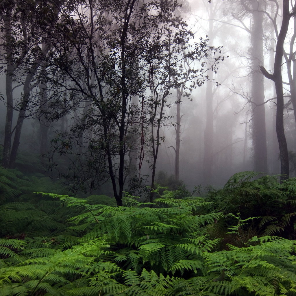 Утренний туман в лесу
