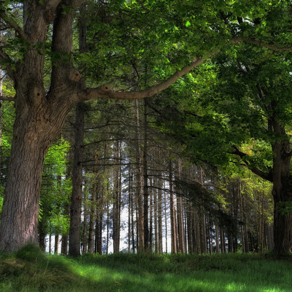 Дубовый лес