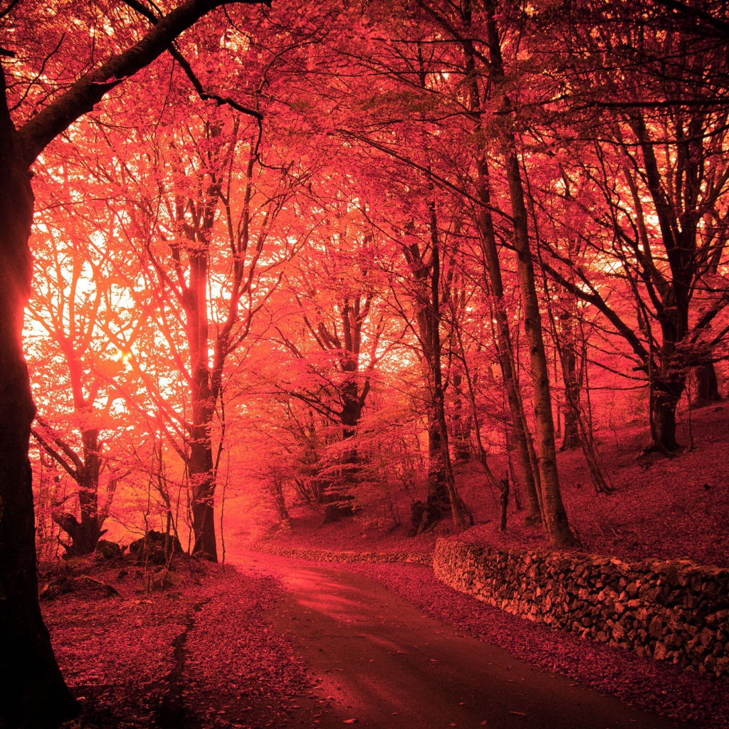 Розовый осенний лес