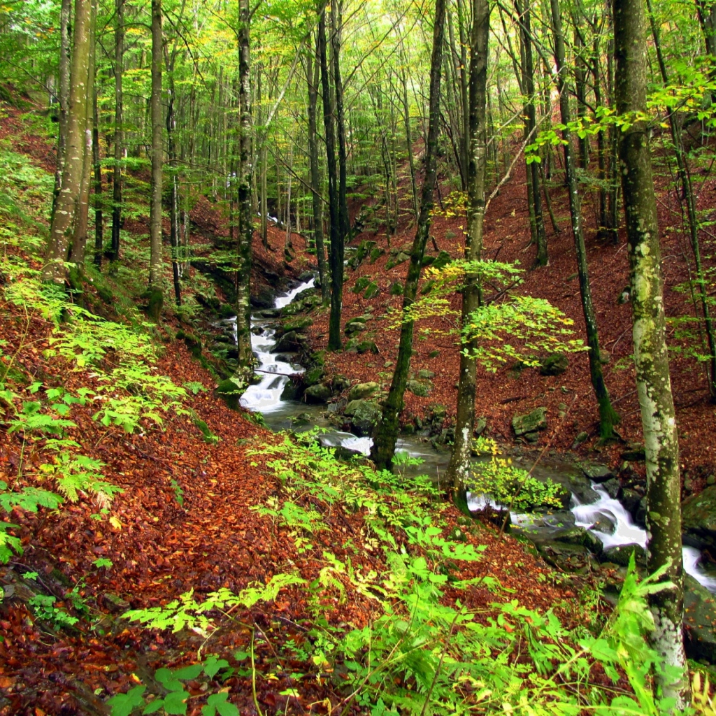 Быстрый ручей в лесу