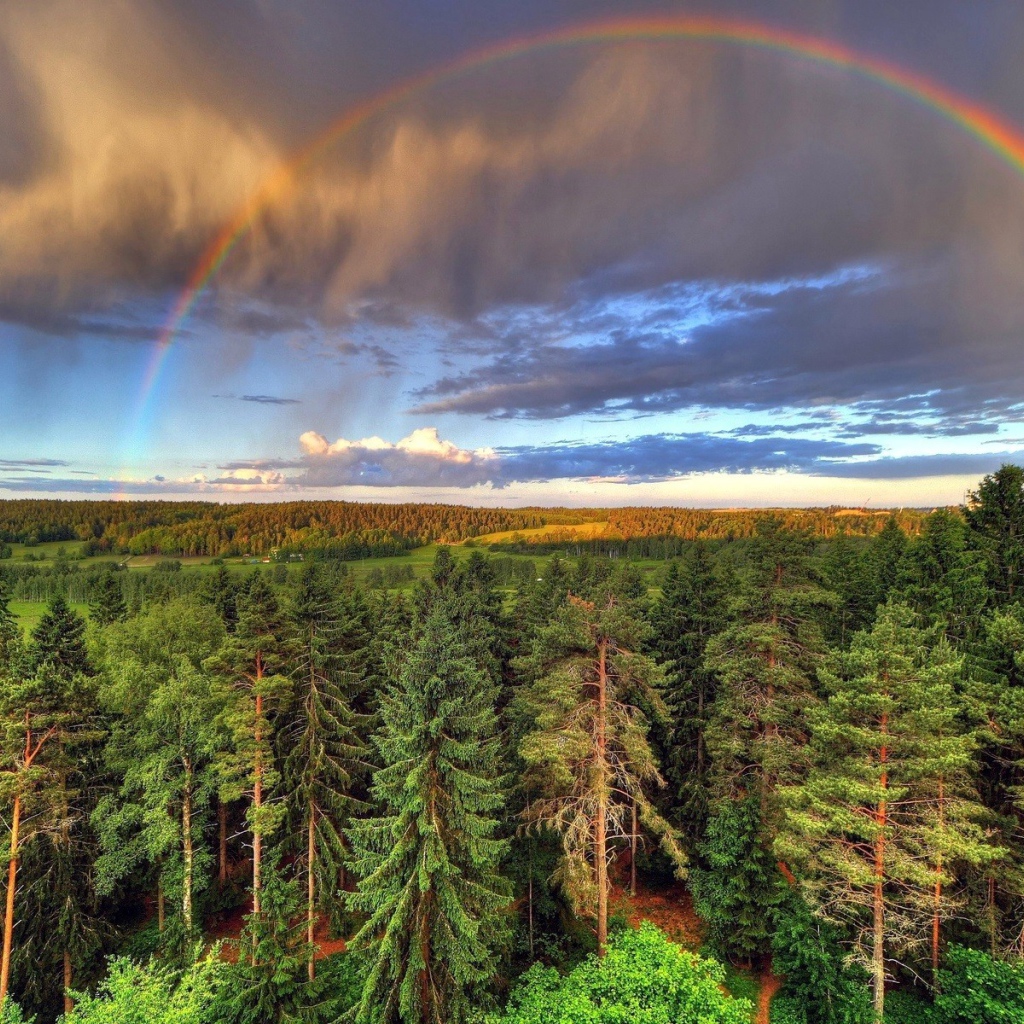 Радуга над лесом