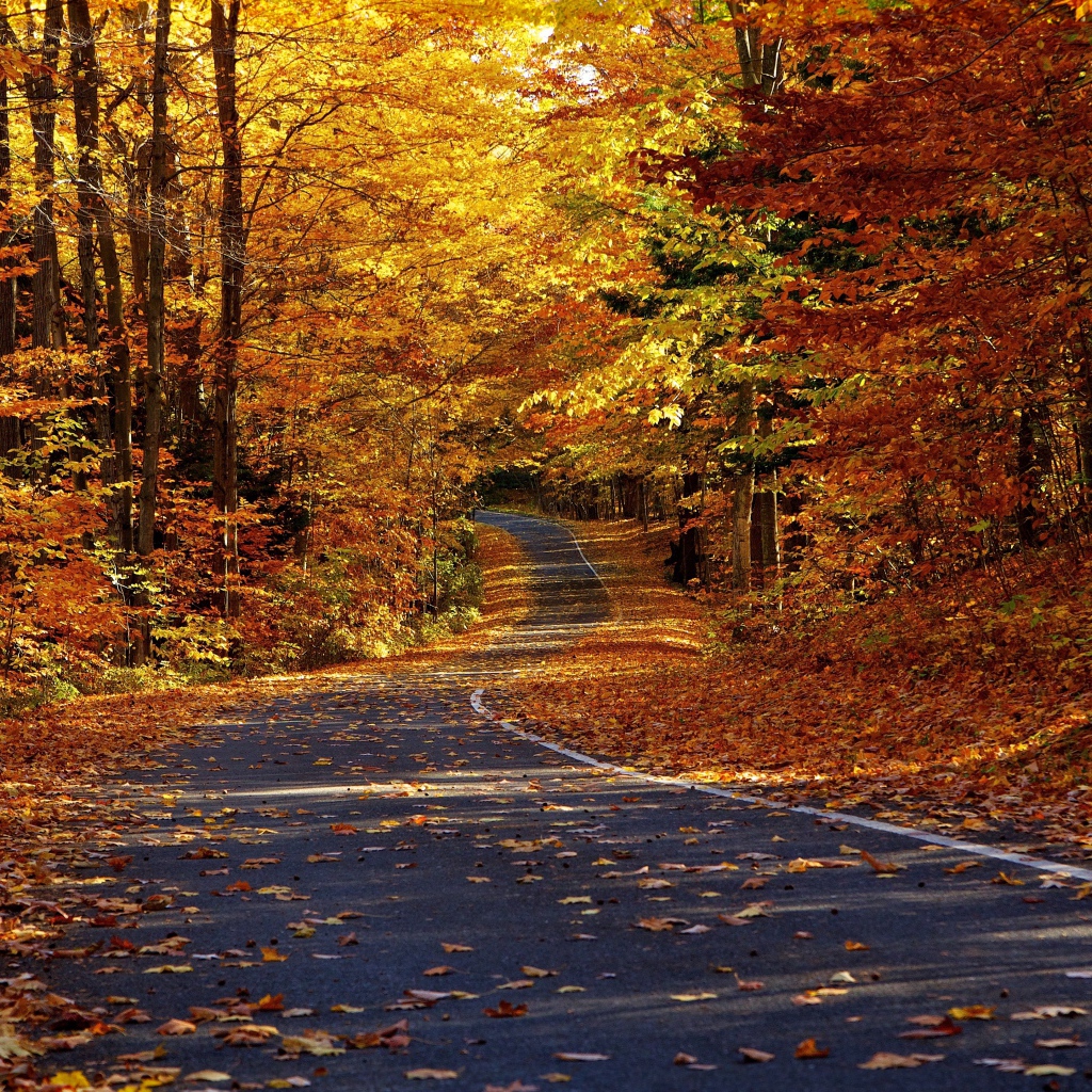 Дорога в осеннем лесу