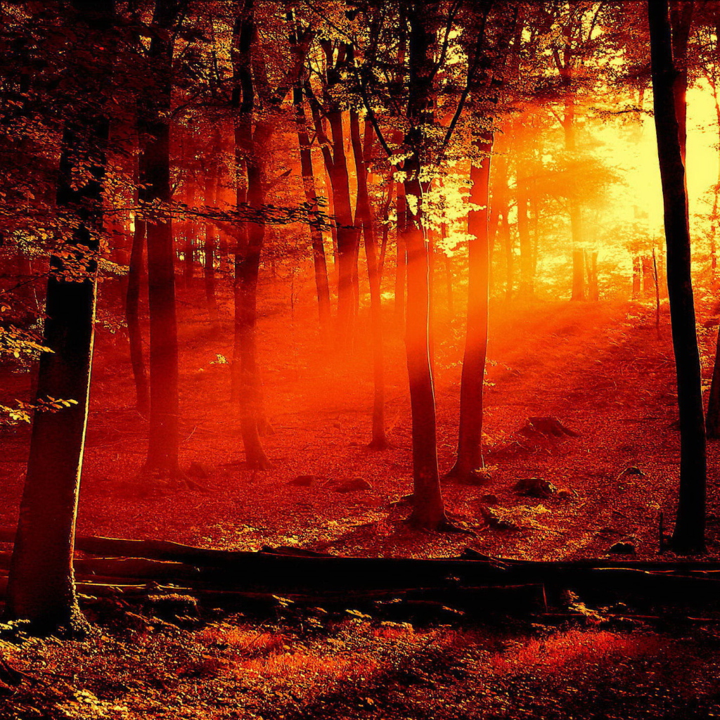 Лучи солнца в лесу