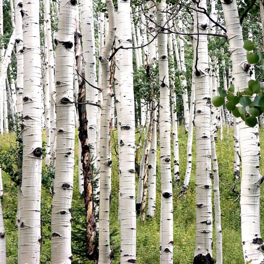 Белая береза