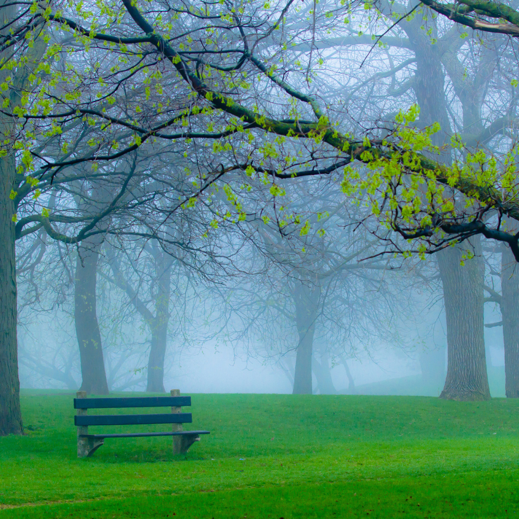 Скамейка в туманном парке