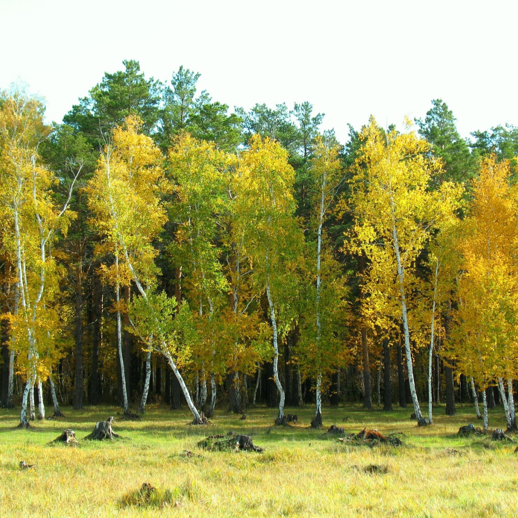 Березовый лес