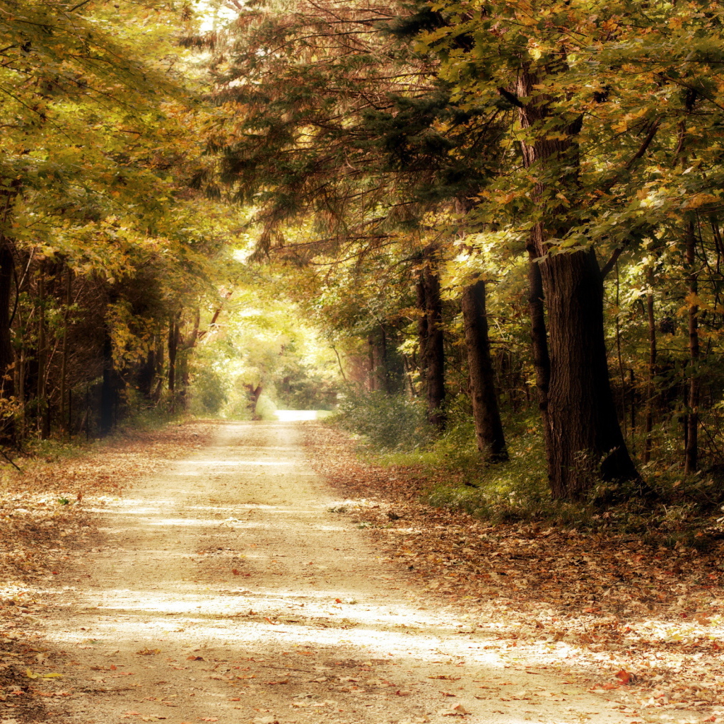 Дорога в дремучем лесу