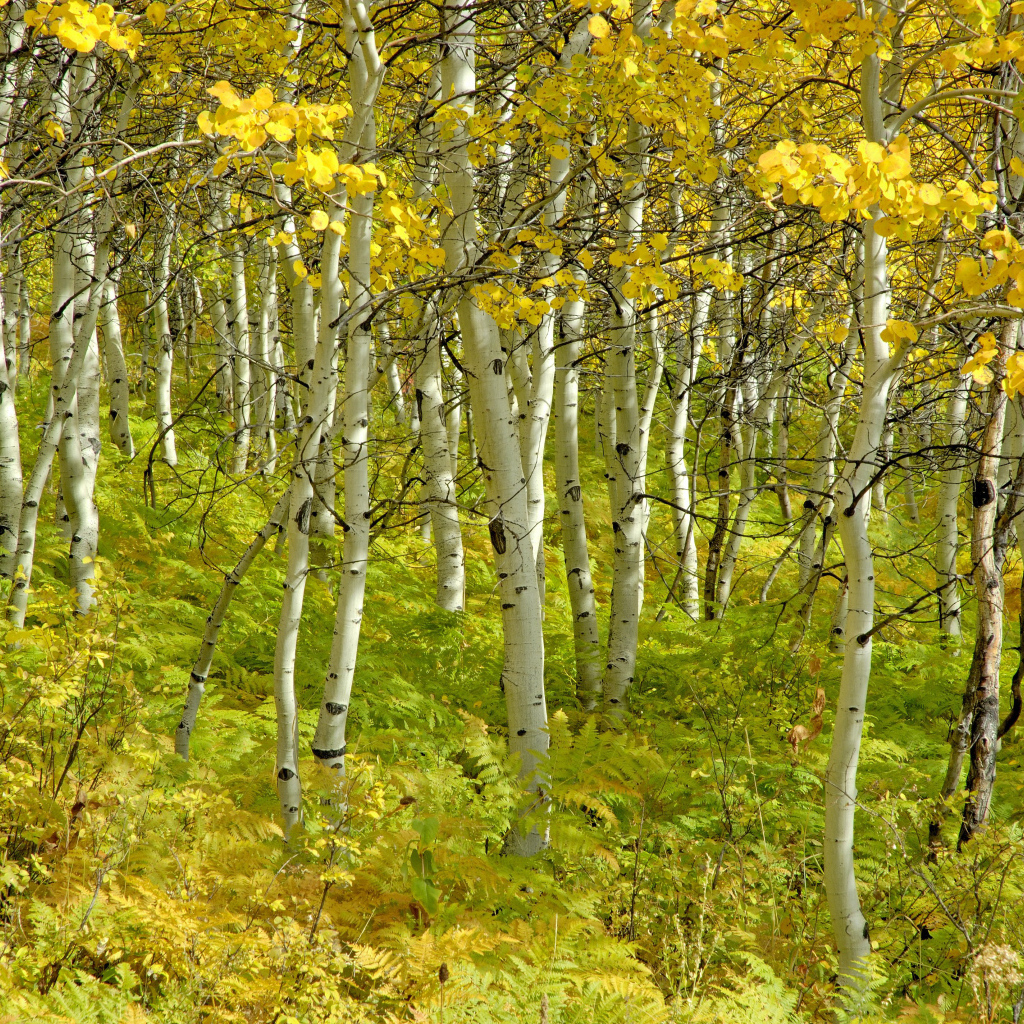 Тонкие стволы берез