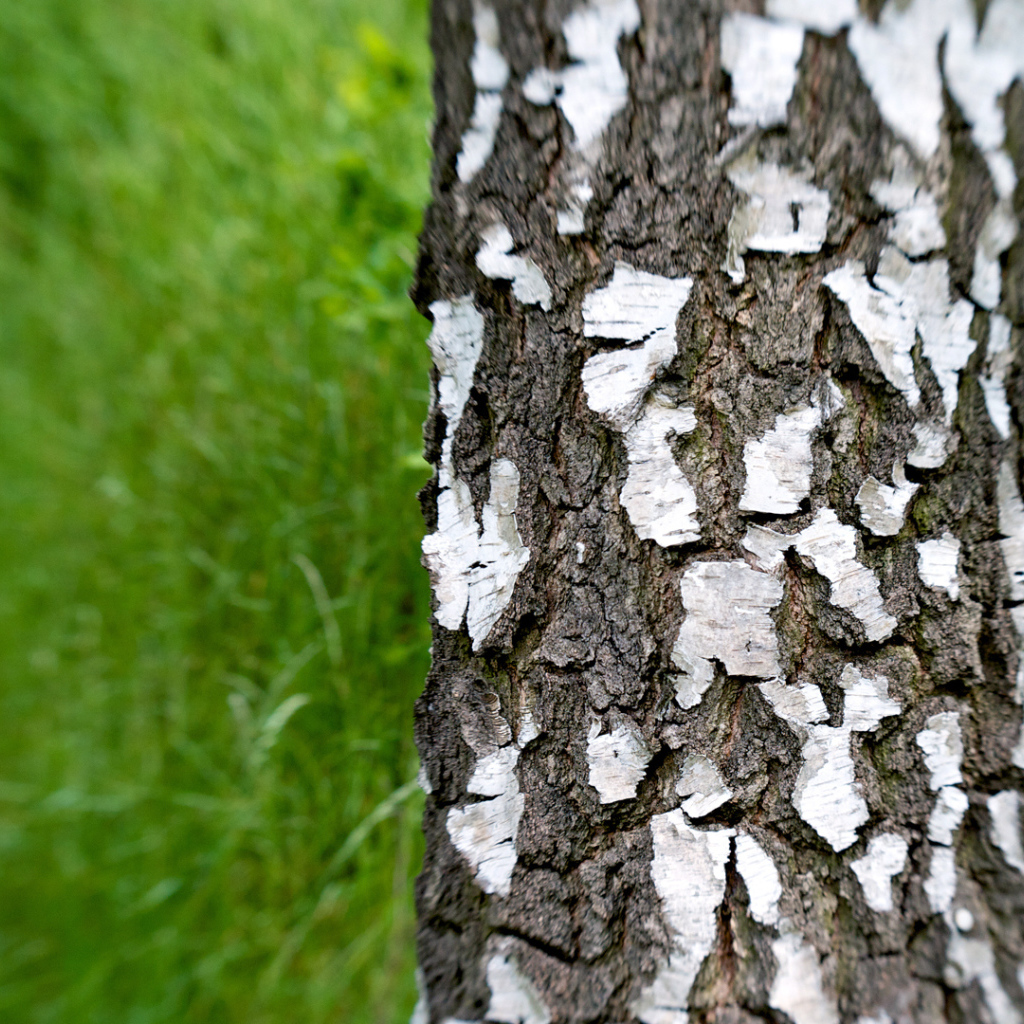 Trunk of a birch on a background of grass