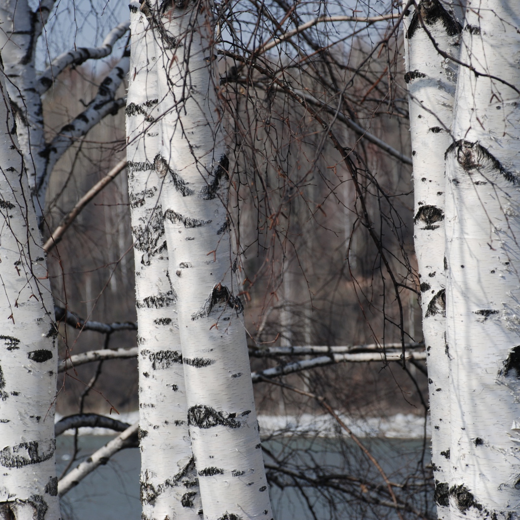 Зимняя березовая роща