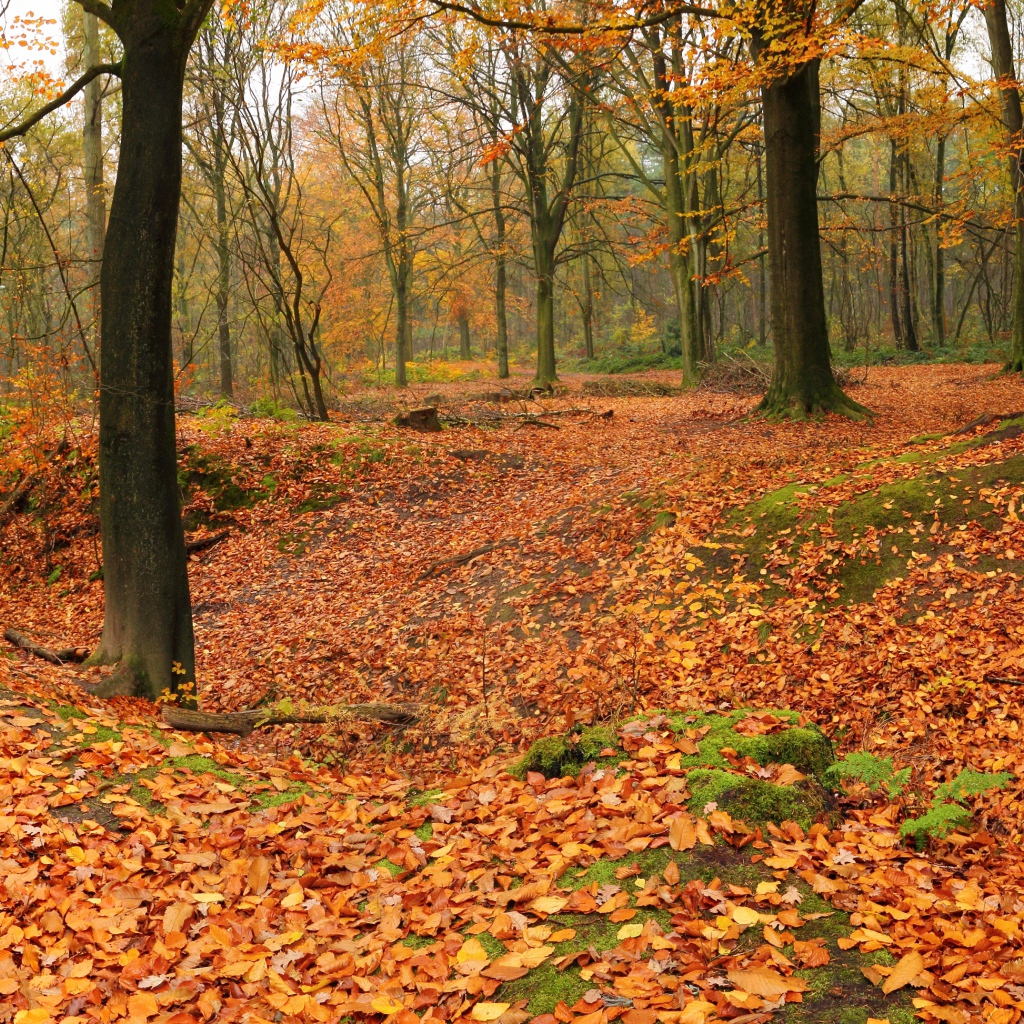 Лес теряет листья