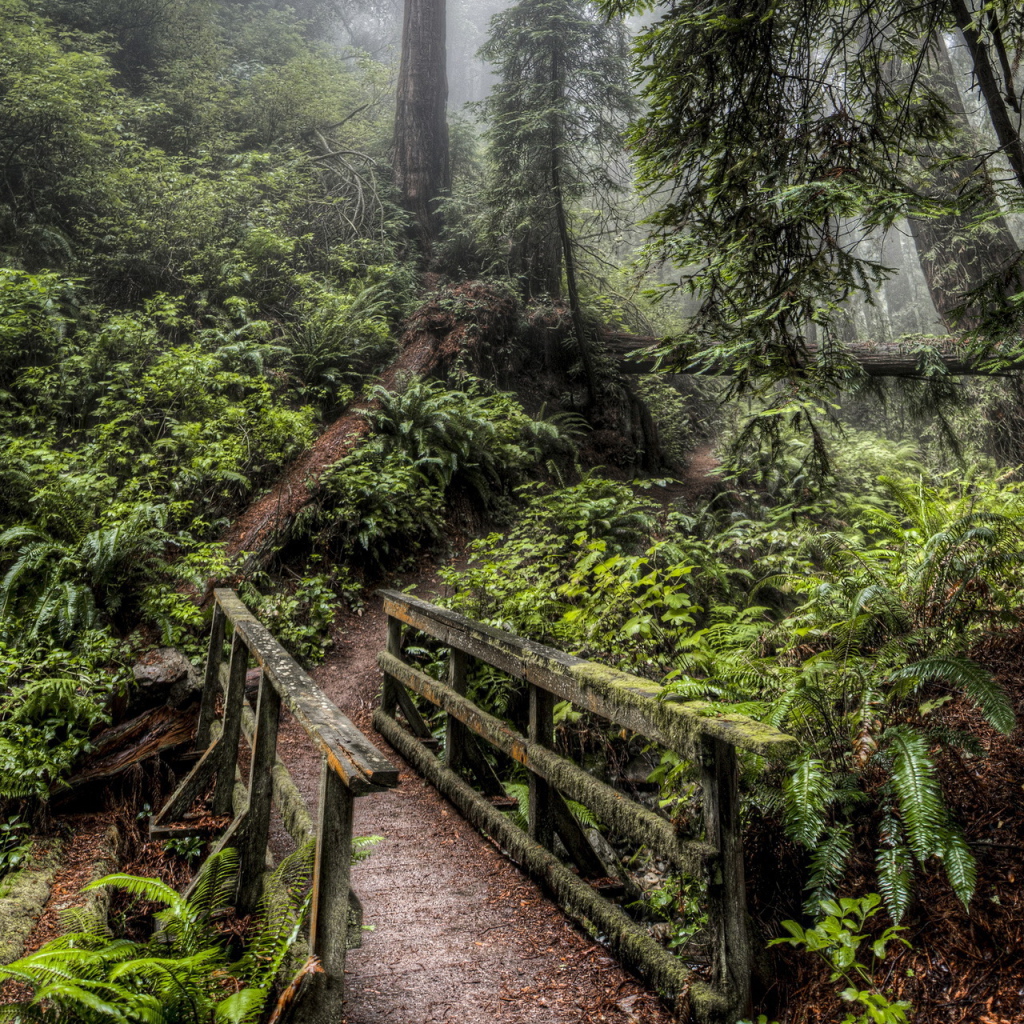 Деревянный мост в лесу