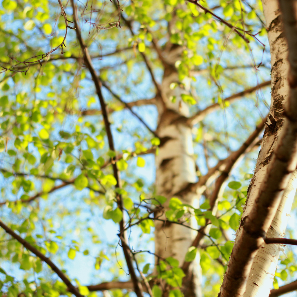 Молодая зелень берез