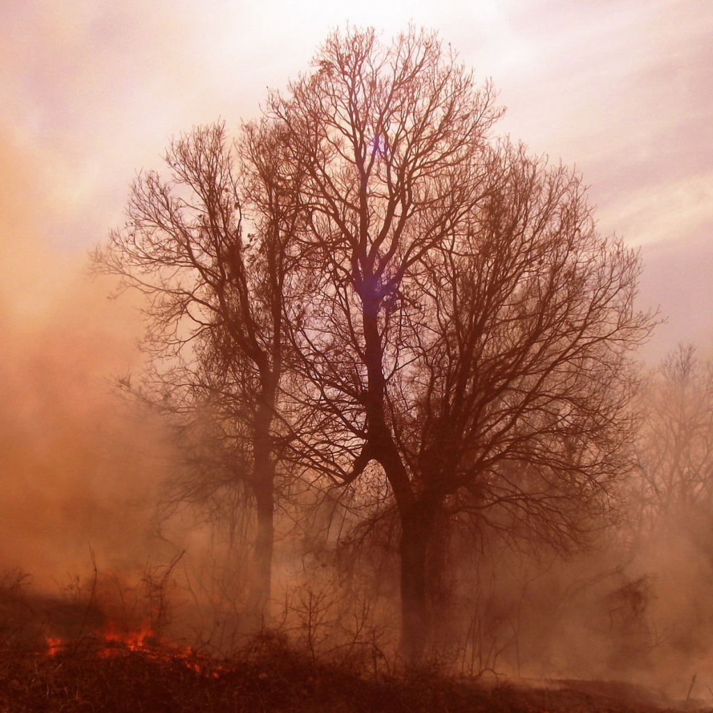 Пожар в лесу