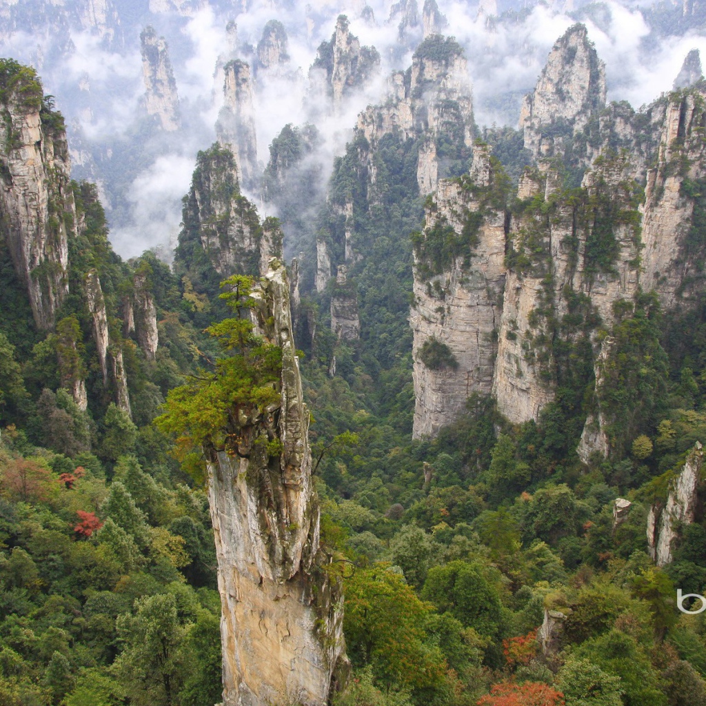 Лес на каменных столбах