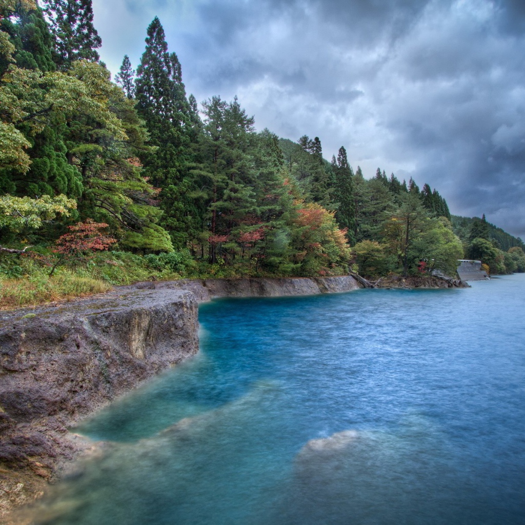 Лес на берегу моря