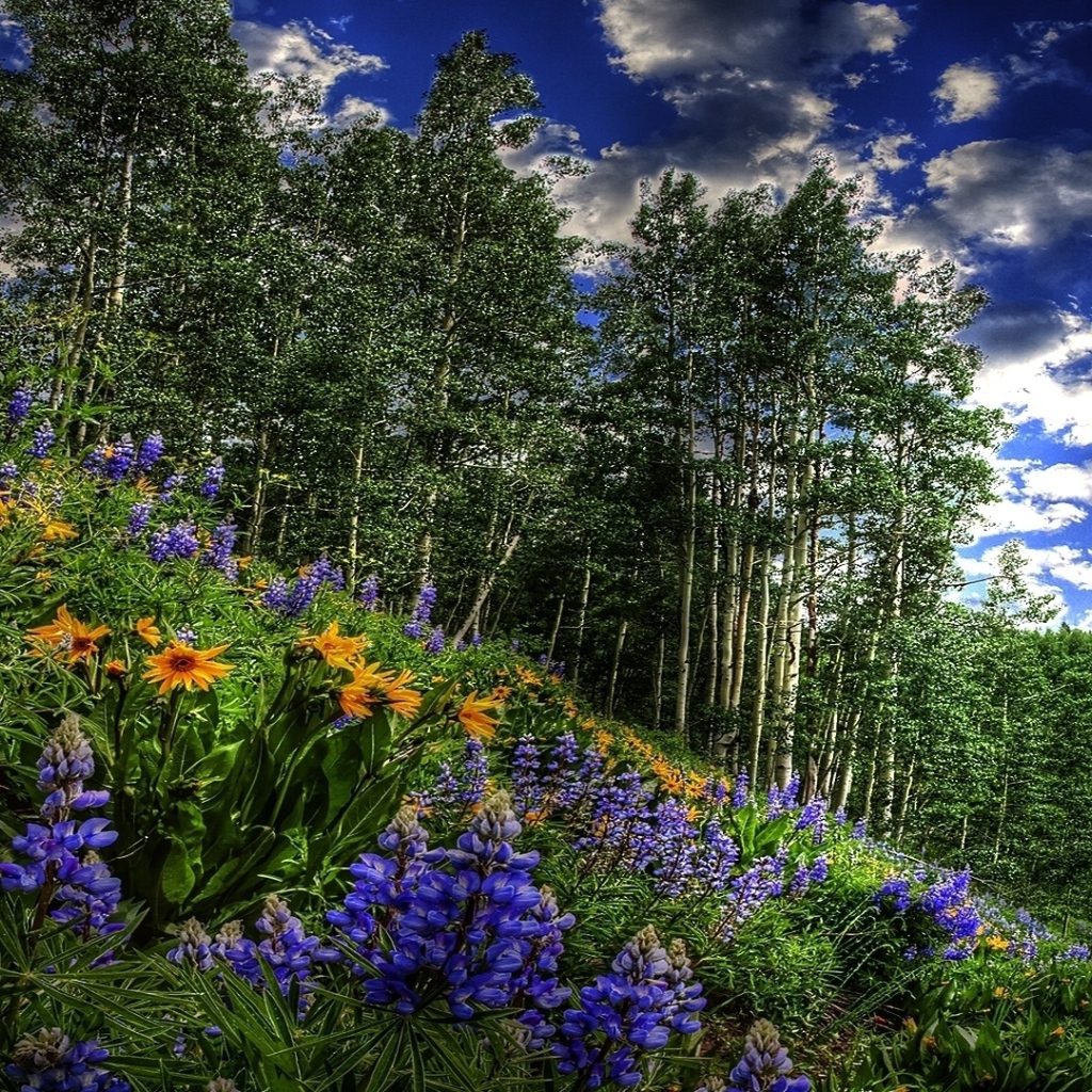 Цветы около дороги