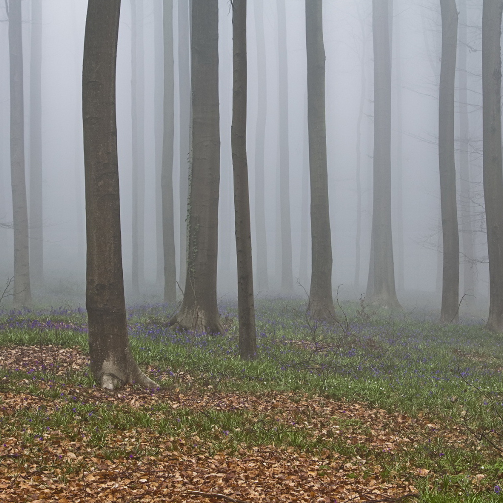 В лесу осенний туман