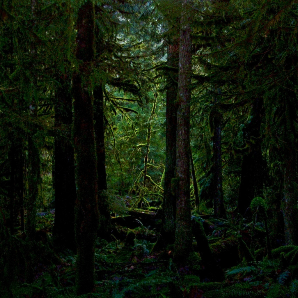 Покрытый мхом лес