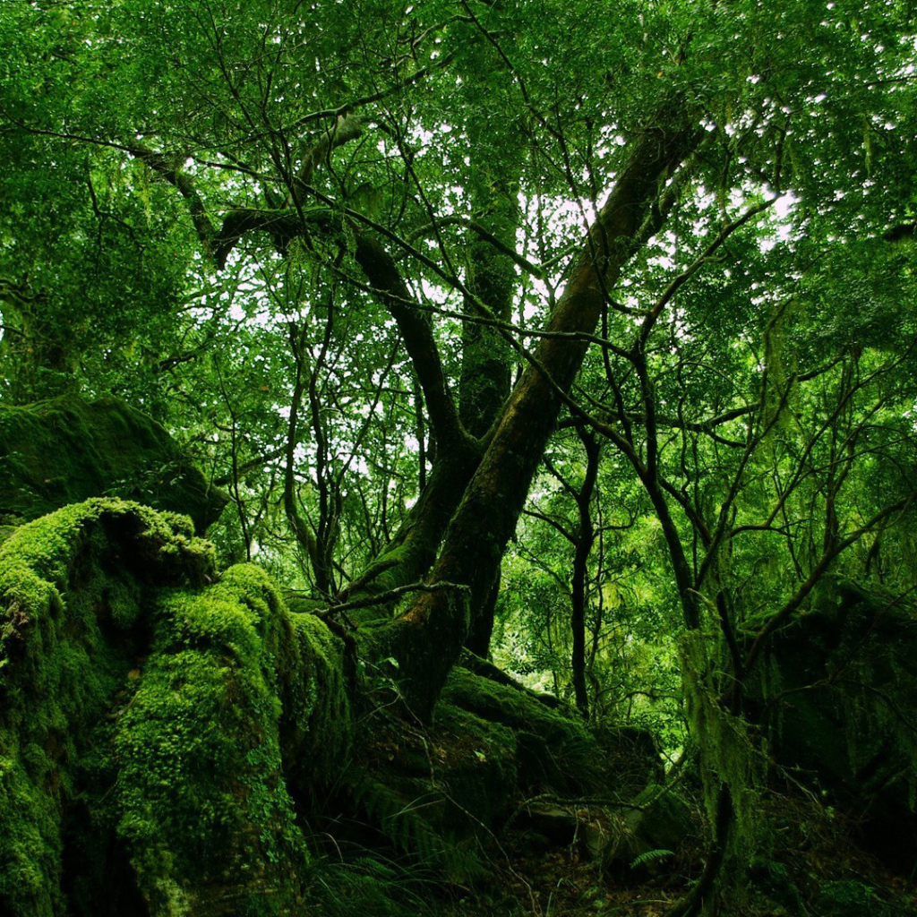 Лес на камнях