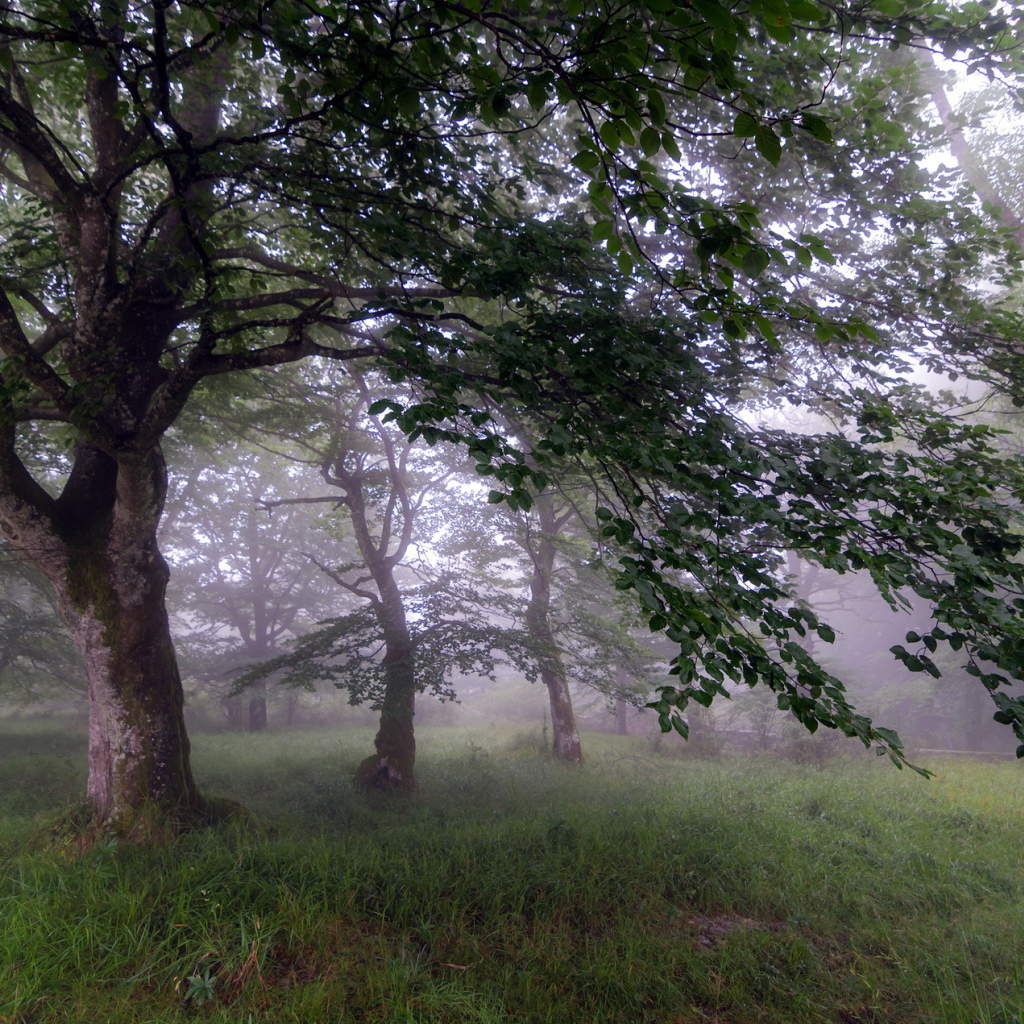 Туман в саду