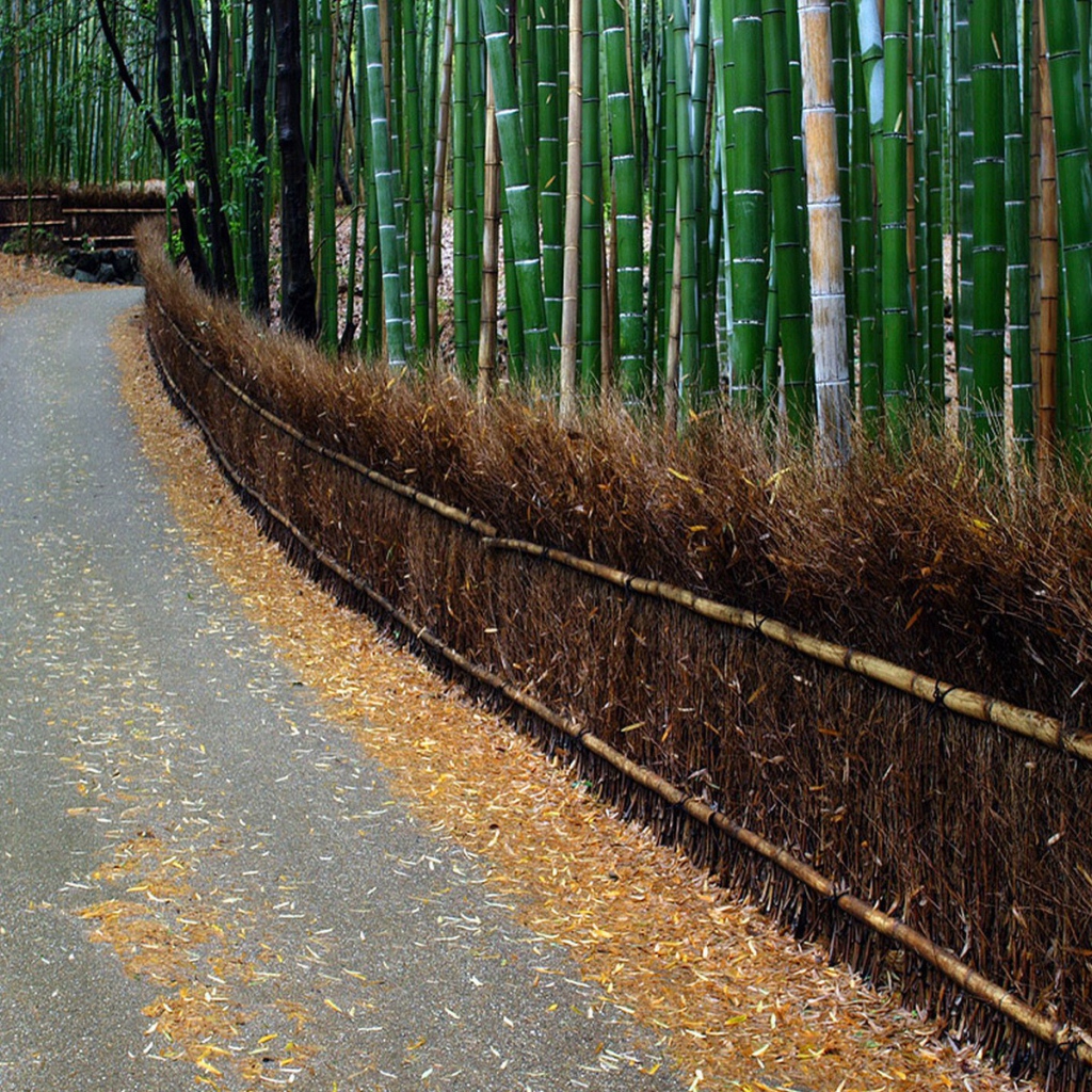 Дорога в бамбуковом лесу