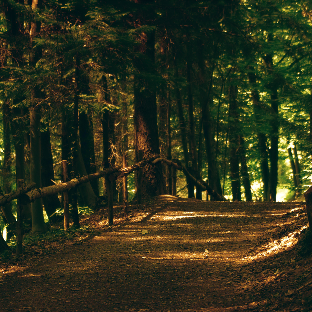 Тропа в парке