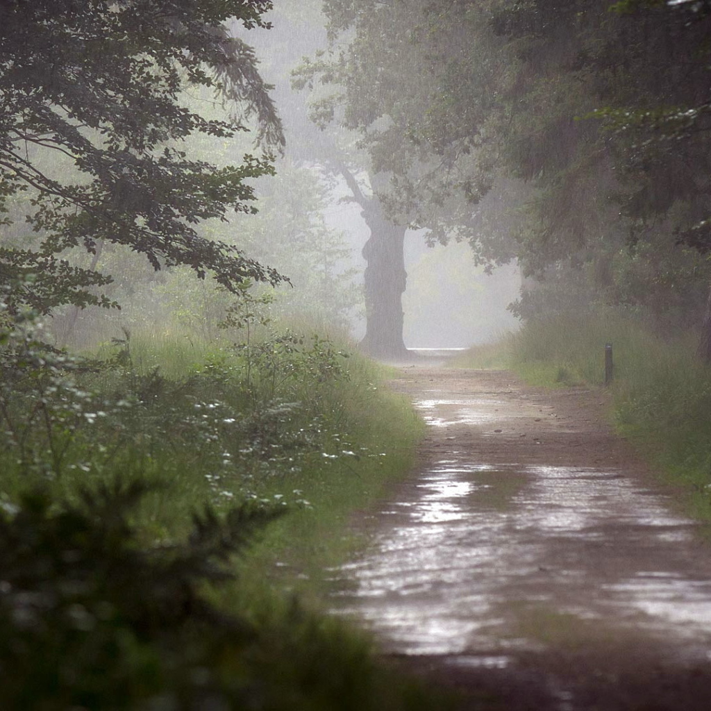 Мокрая дорога в лесу
