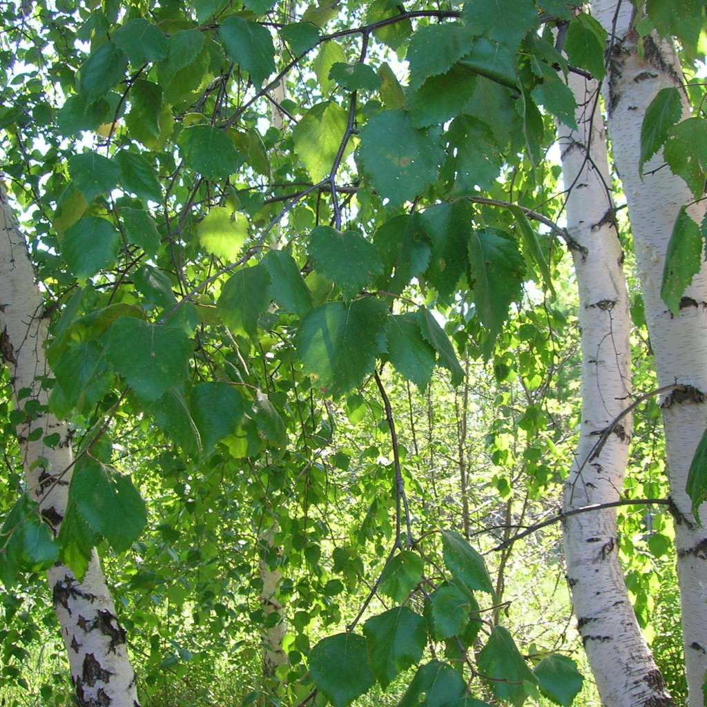 Листья березы