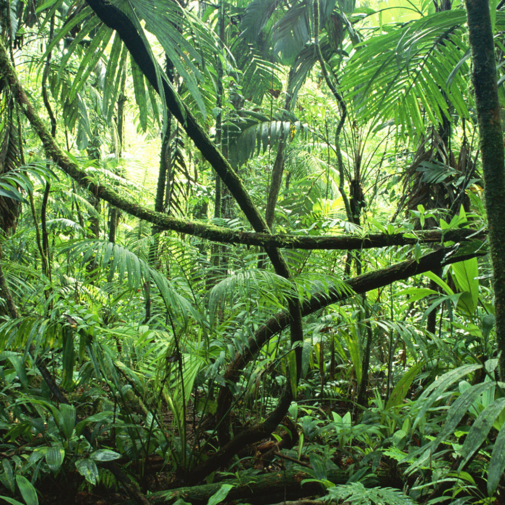 Тропические джунгли