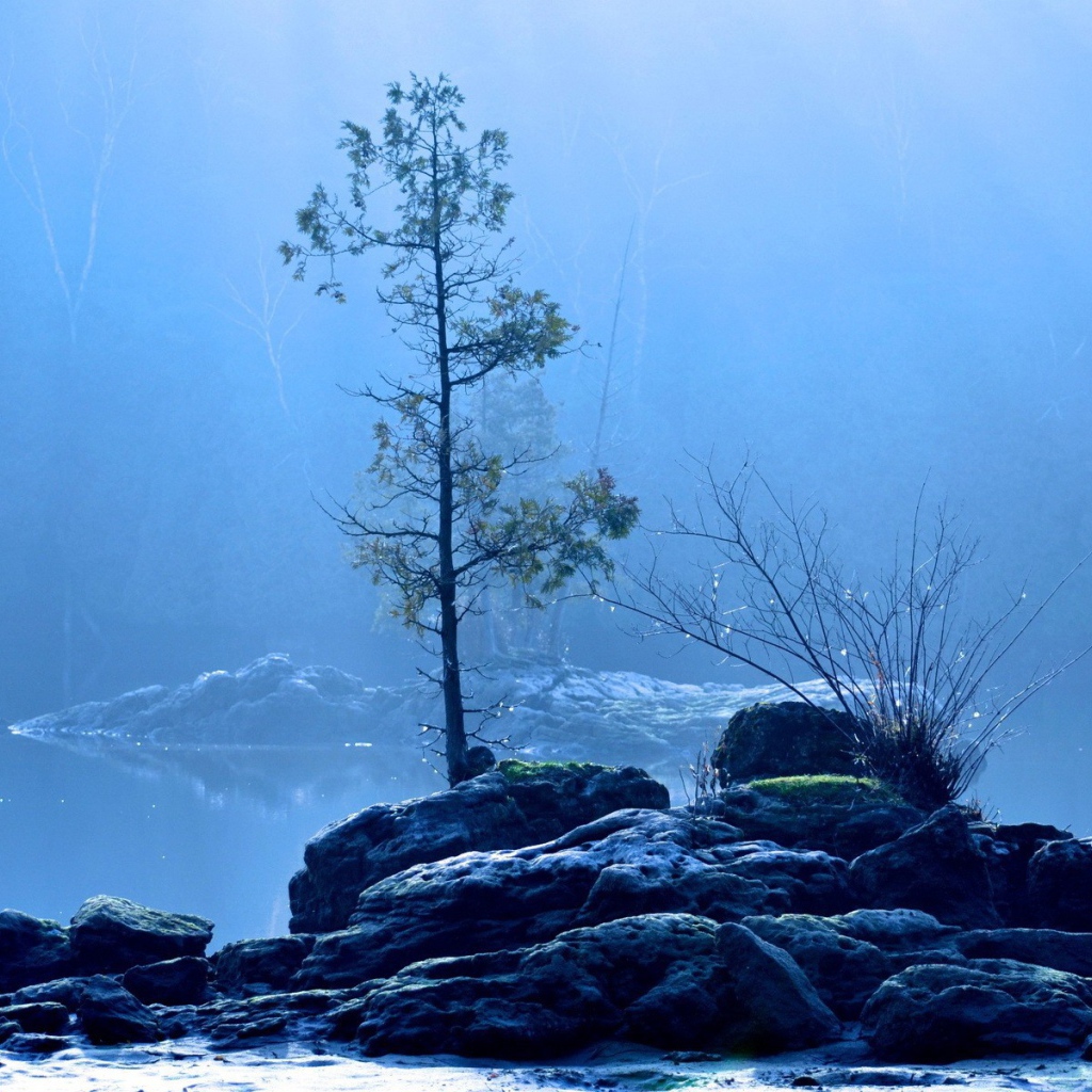 Дерево на каменном острове