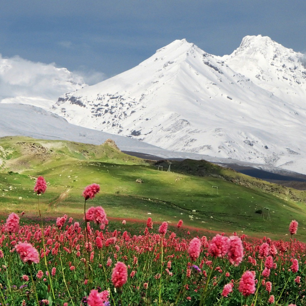 Цветы на фоне гор