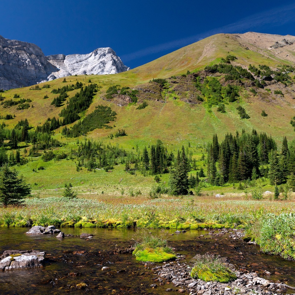 Гора заросшая лесом