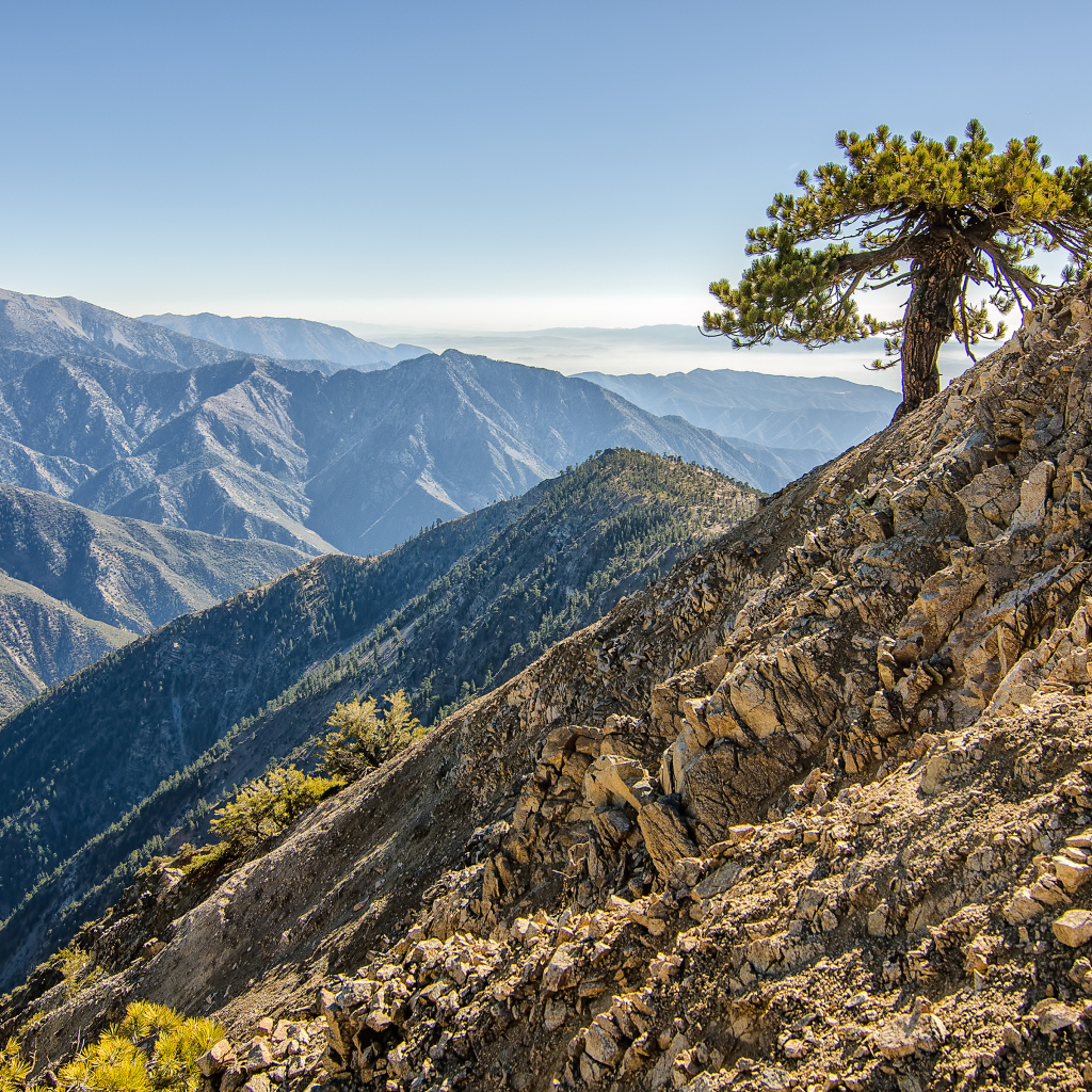 Одинокое дерево в горах