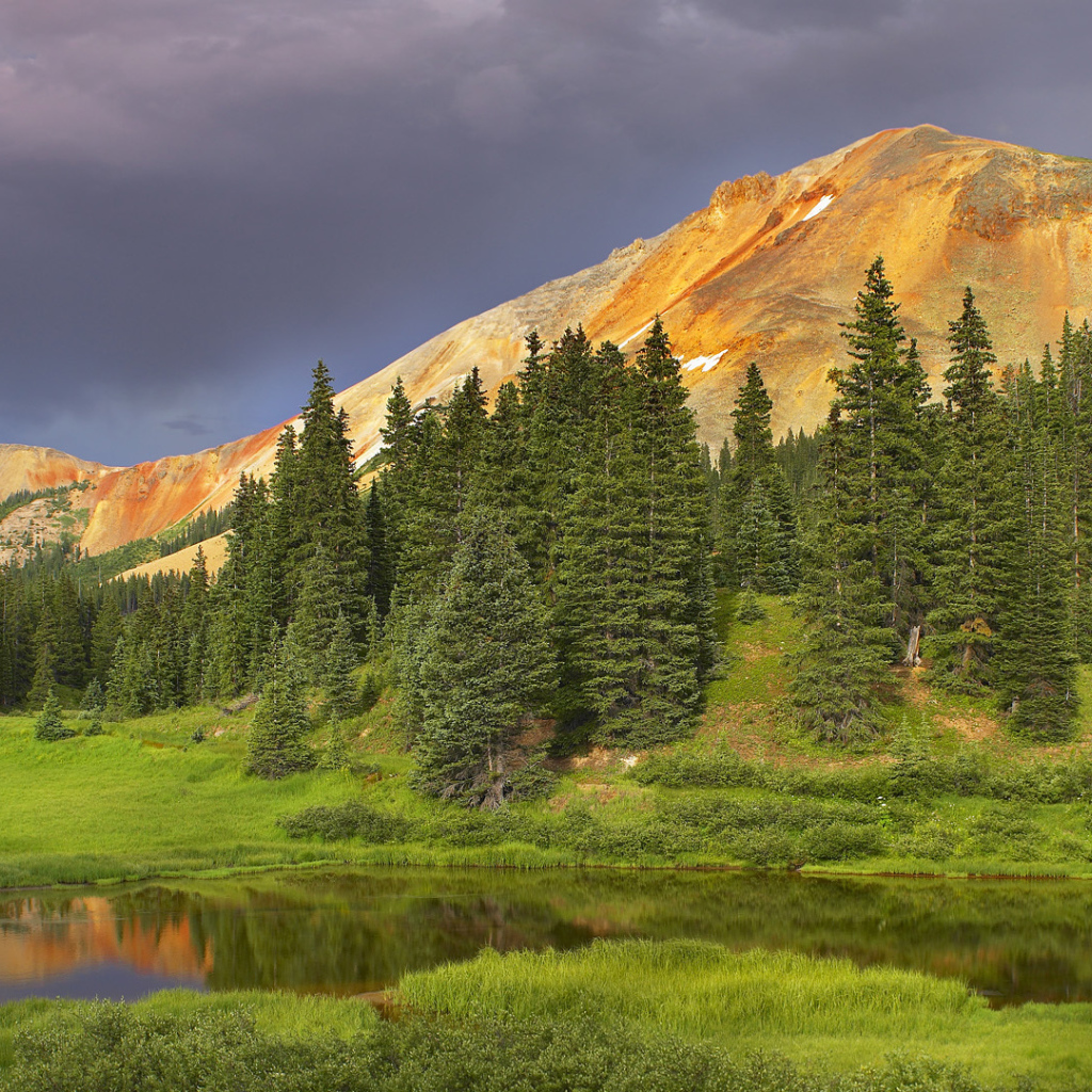 Еловый лес в долине