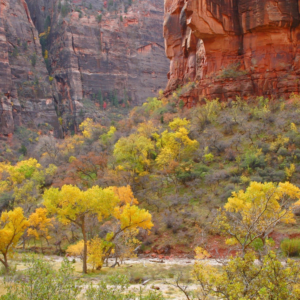 Растительность в горах