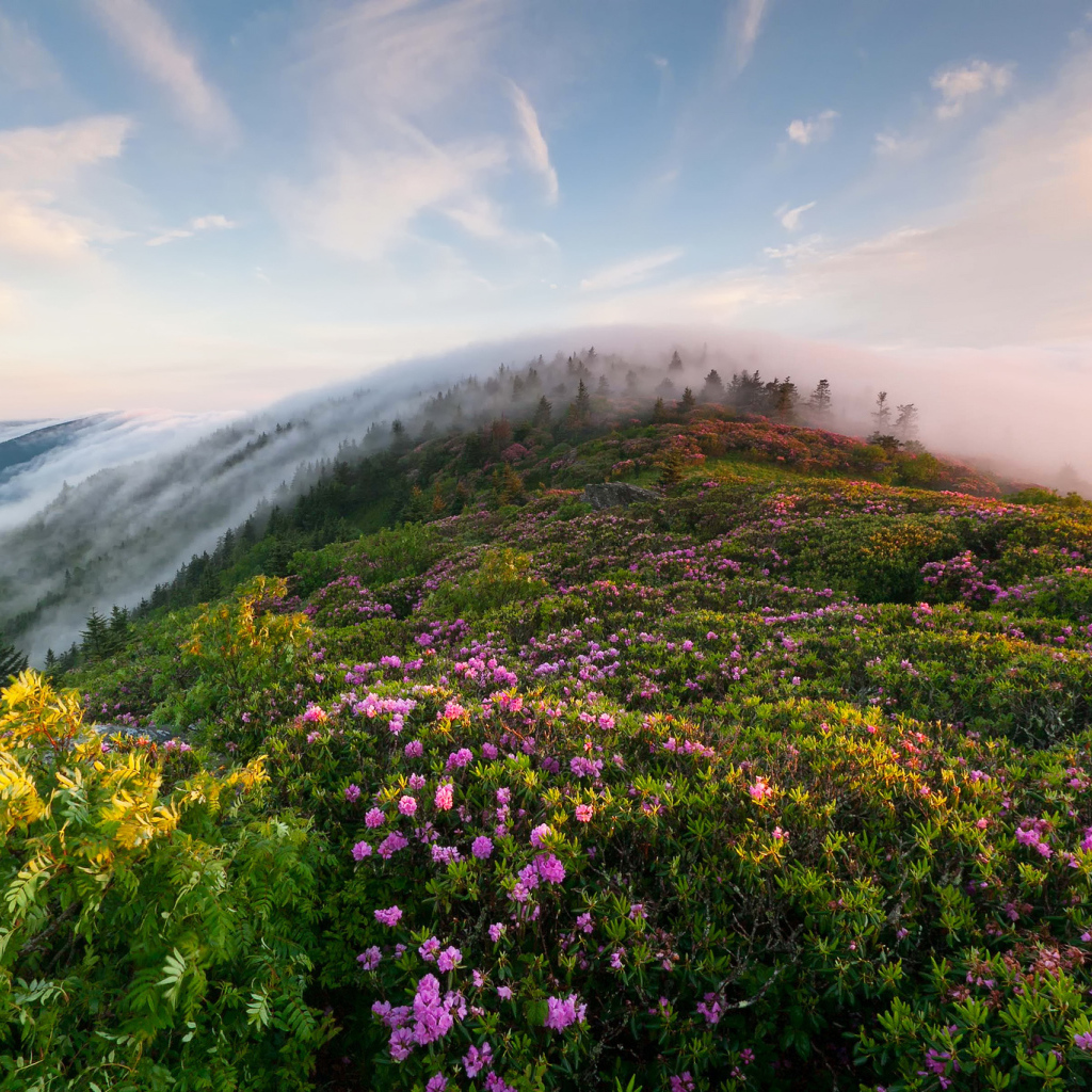 Утренний туман в горах