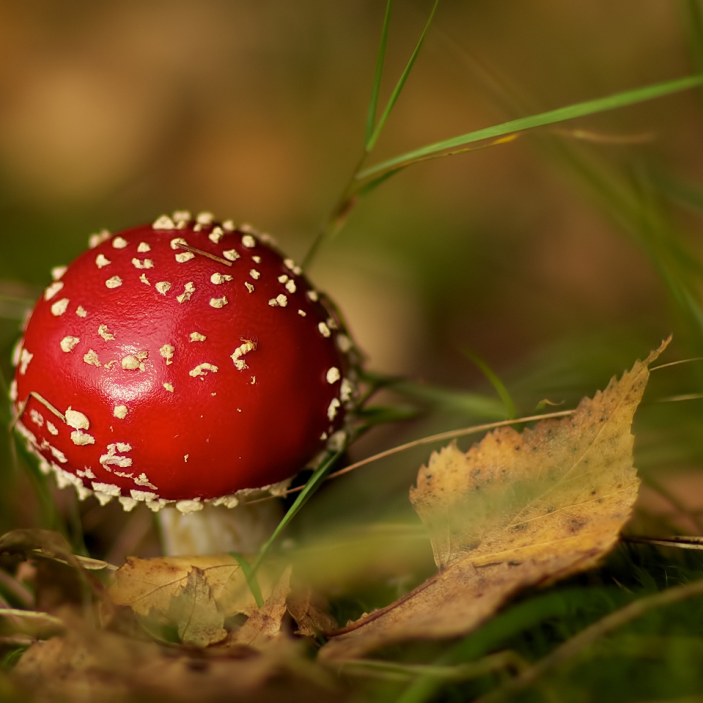 Мухомор среди травы