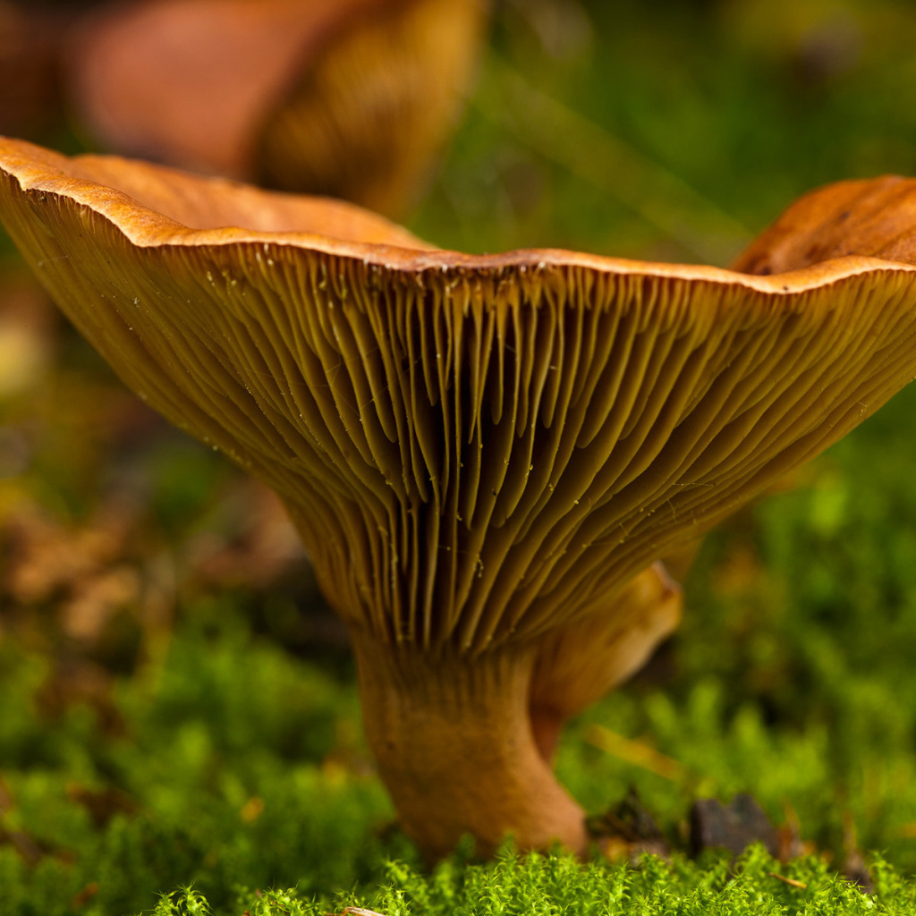 Осень грибная пора