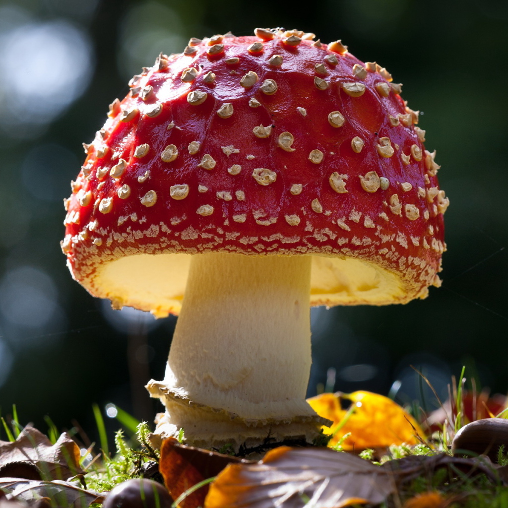 Красивый гриб мухомор