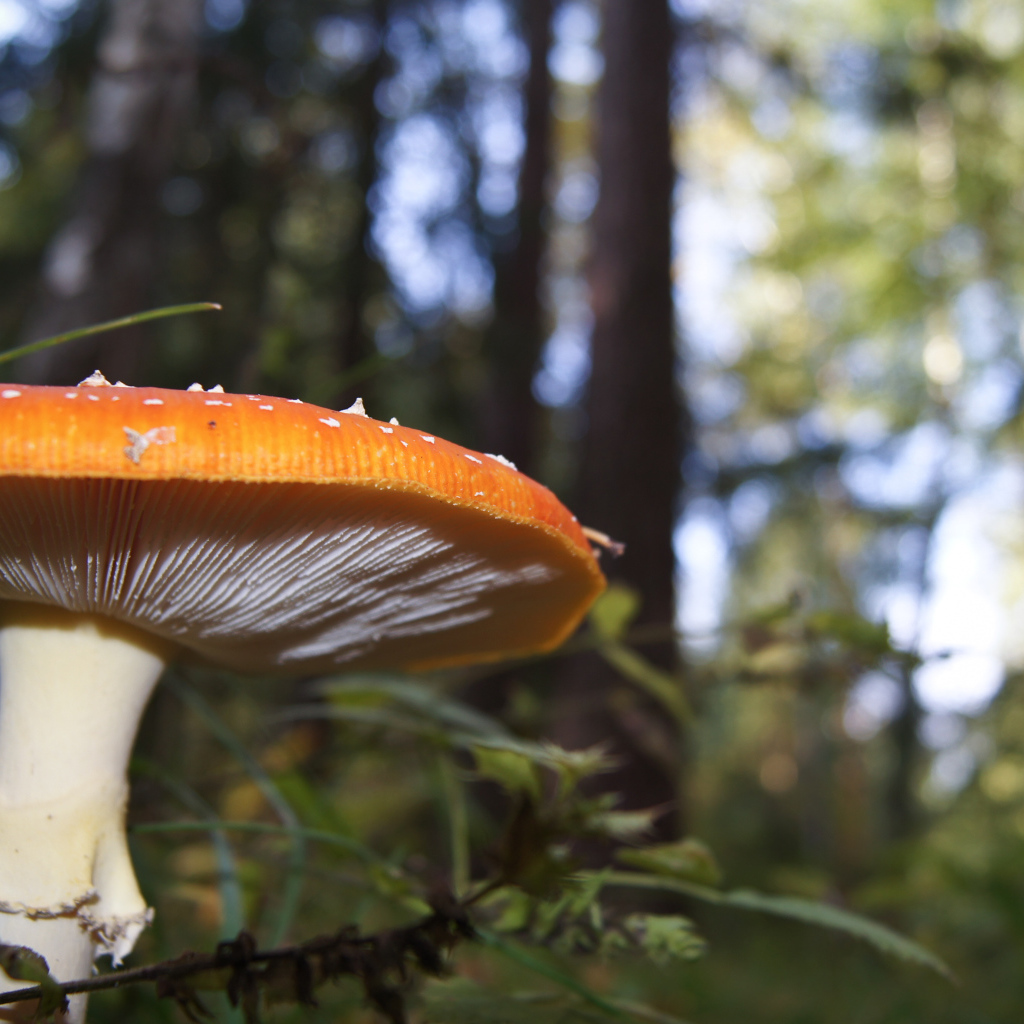 Большой гриб в лесу