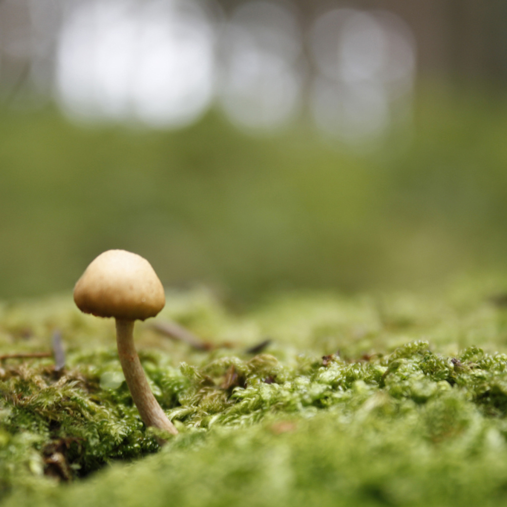 Пробивается молодой гриб