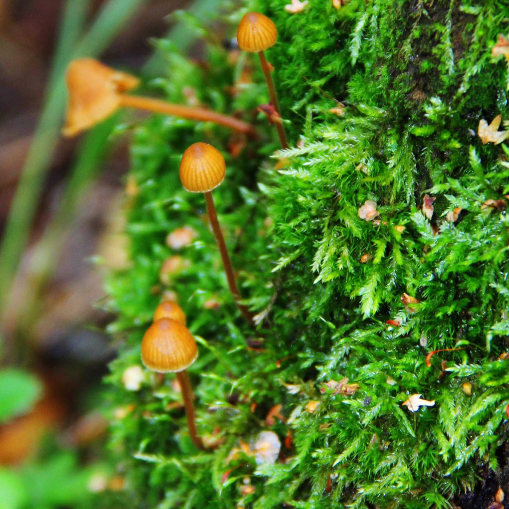 Семейка грибов опят