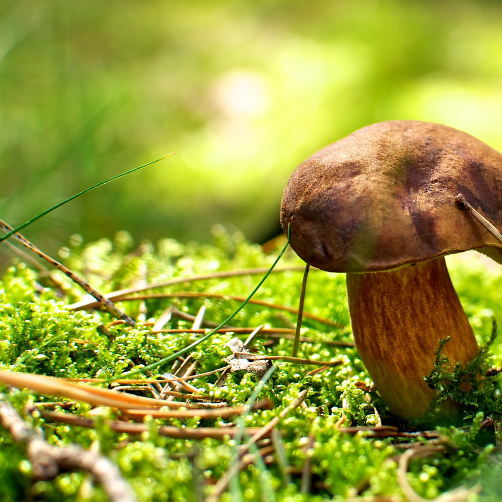 Хвойные иголки вокруг гриба